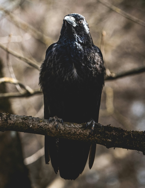 AI governance under pressure